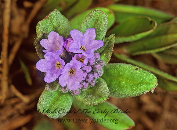 Eritrichum aretioides   ALPINE FORGETMENOT 113225z