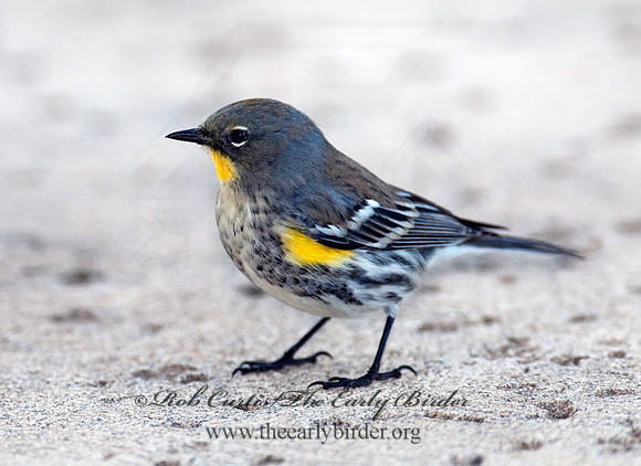 Setophaga coronata auduboni  AUDUBONS WARBLER 7017720z