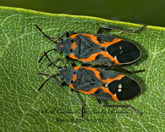 Lygaeus kalmii  SMALL MILKWEED BUG 5016157z