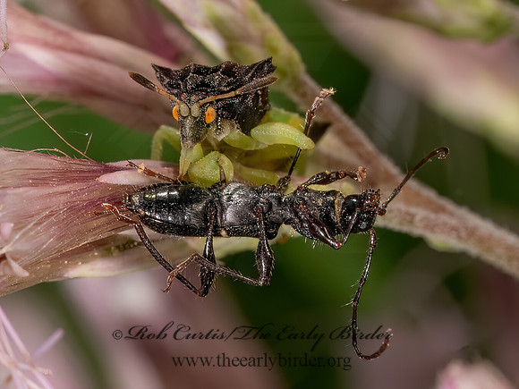 Phymata pennsylvanica AMBUSH BUG 9081138z