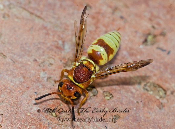 Euodynerus annulatus 7008363z
