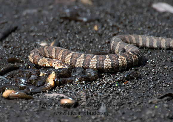 Nerodia sipedon  NORTHERN WATER SNAKE 9014491z