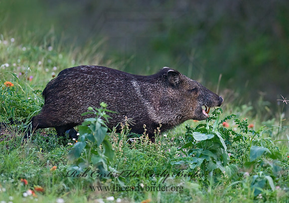 Tayassu angulatus  JAVELINA 6022732z