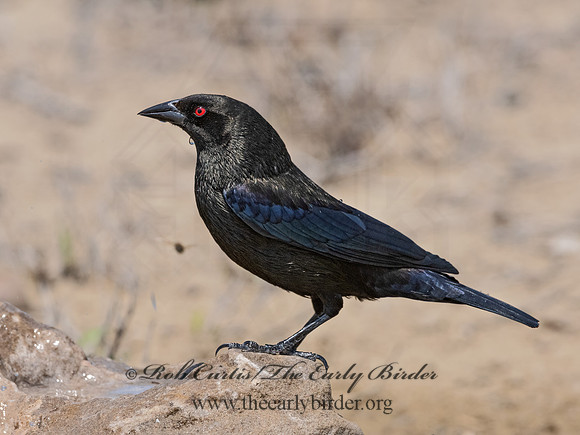 Molothrus aeneus  BRONZED COWBIRD 3034692z