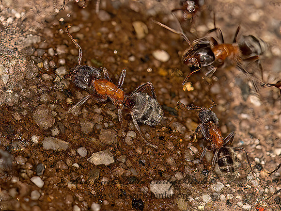 Liometopum occidentale  VELVETY TREE ANT 9058402z