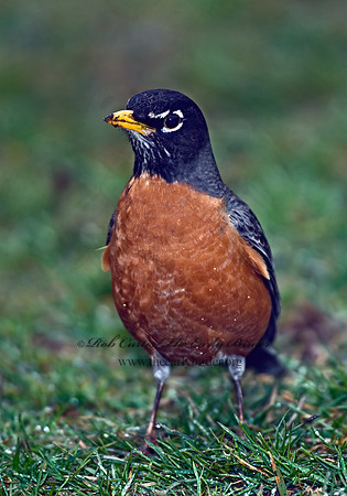 Turdus migratorius  AMERICAN ROBIN 6002099z