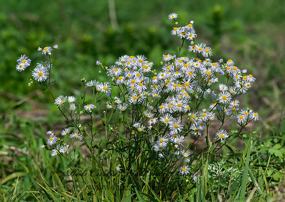 Erigeron  FLEABANE 8033422z
