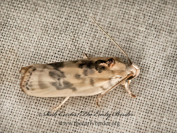 Antaeotricha  BIRD-DROPPING MOTH 9049566z