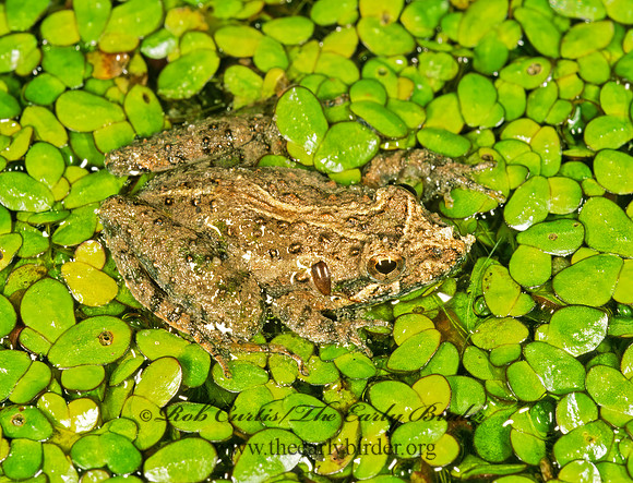 Acris gryllus dorsalis  FLORIDA CRICKET FROG 260817 z