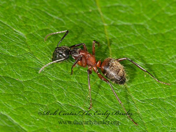 Camponotus chromaiodes  FERRUGINOUS CARPENTER ANT 3013377z
