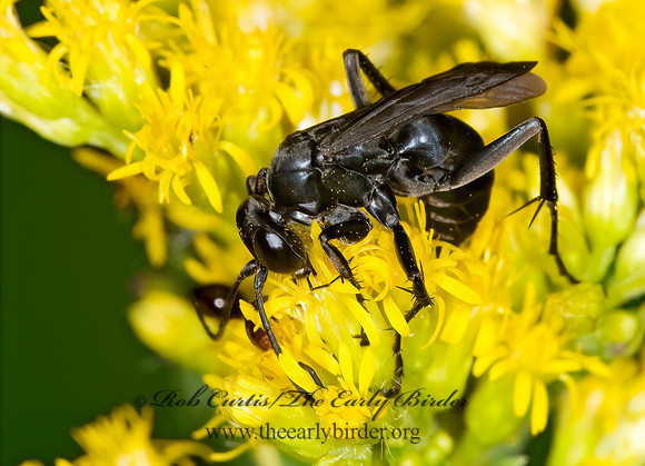 Anoplius  POMPILINI SPIDER WASP 6014554z