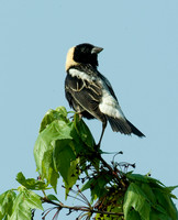 Dolichonyx oryzivorus BOBOLINK 4000769 z