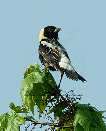 Dolichonyx oryzivorus  BOBOLINK 4000769 z
