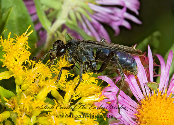 Anoplius lepidus atramentarius 5016138z