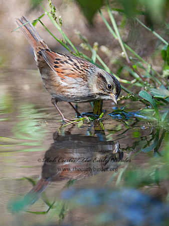 Melospiza georgiana  SWAMP SPARROW 8029255z