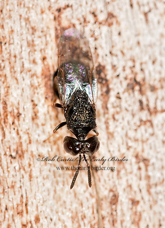 Steffanolampus salicetum  PERILAMPID WASP 3015734z