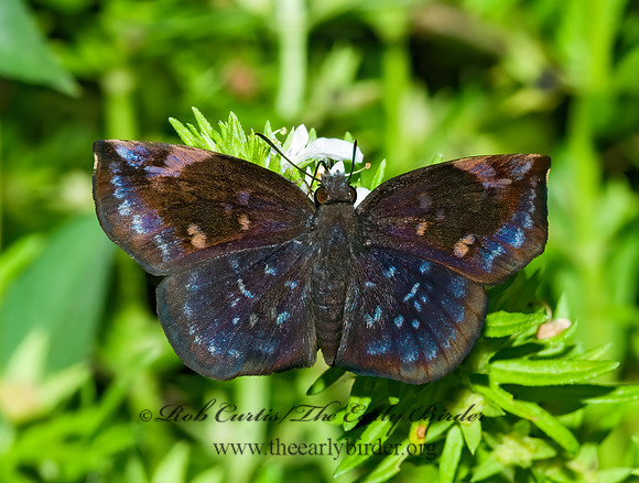 Eantis tamenund  SICKLE-WINGED SKIPPER 6023458z