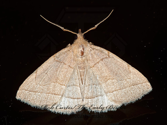 Zanclognatha cruralis or obscuripennis  LITTER MOTH 8034222z