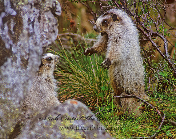 Marmota calligata  HOARY MARMOT 234729z