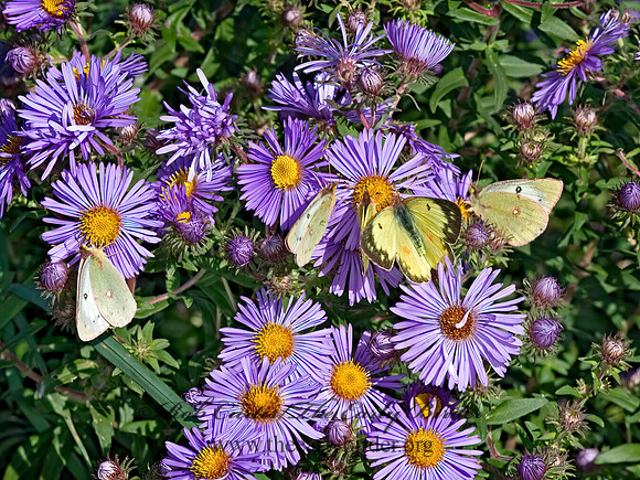 Colias philodice  CLOUDED SULPHUR 6015805z