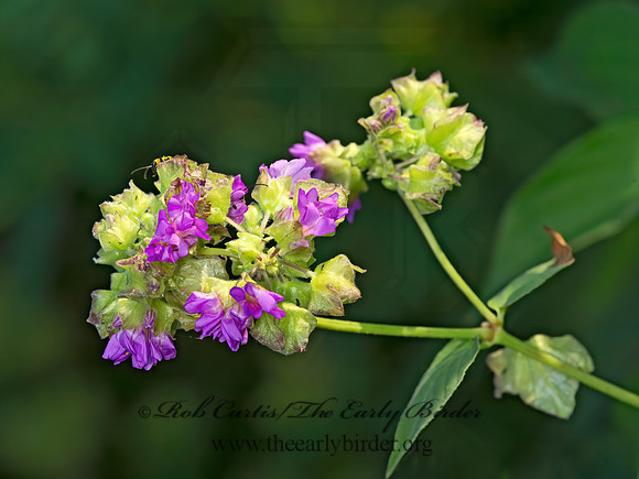 Mirabilis nyctaginea  WILD FOUR O'CLOCK 9053528z