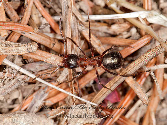 Formica ulkei  WOOD ANT 8034676z