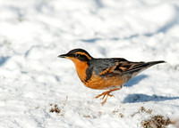 Ixoreus naevius VARIED THRUSH 8029887z