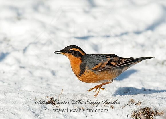 Ixoreus naevius  VARIED THRUSH 8029887z
