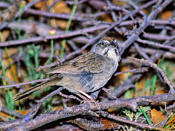 Aimophila ruficeps  RUFOUS-CROWNED SPARROW  92535z