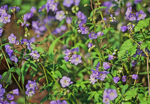Polemonium van-bruntiae  JACOB'S LADDER 280203z
