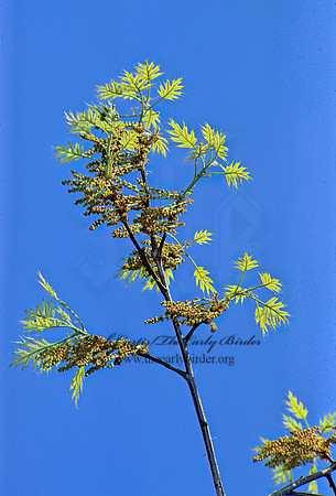 Quercus palustris  PIN OAK 280202z