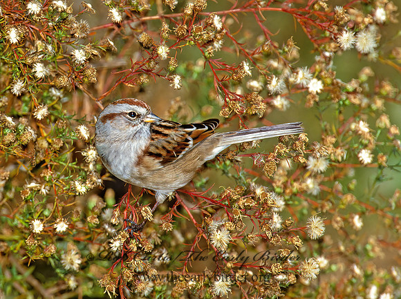 Spizelloides arborea  AMERICAN TREE SPARROW 1278010z