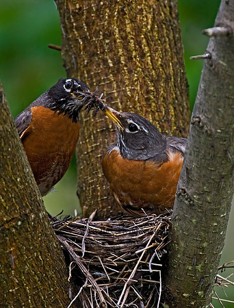 Turdus migratorius  AMERICAN ROBIN 6005540z