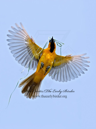 Icterus gularis  ALTAMIRA ORIOLE 7005506z