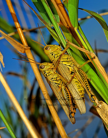 Melanoplus differentialis  DIFFERENTIAL GRASSHOPPER 115007z