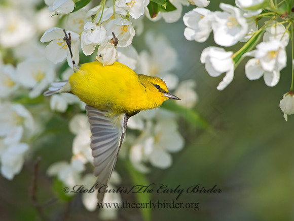 Vermivora cyanoptera  BLUE-WINGED WARBLER 9029627z