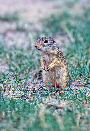 Ictidomys parvidens  RIO GRANDE GROUND SQUIRREL 50720z