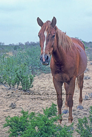 Equus caballus  HORSE 54625z