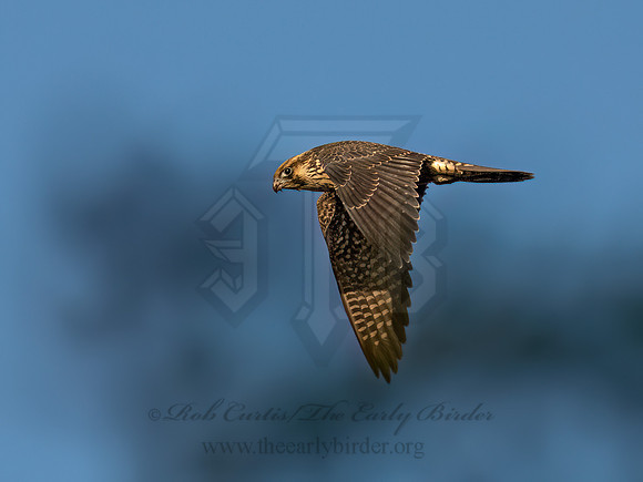 Falco peregrinus PEREGRINE FALCON 9091565z