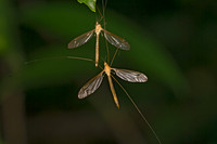 Nephrotoma dorsalis complex TIGER CRANE FLY 9047106z