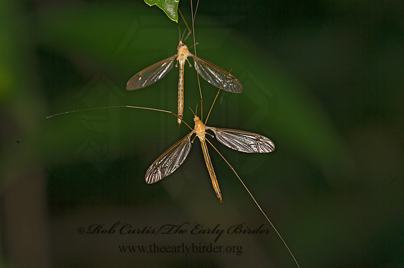 Nephrotoma dorsalis complex TIGER CRANE FLY 9047106z