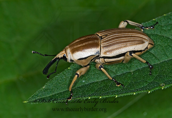 Sphenophorus aequalis 6014053z