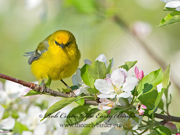 Vermivora cyanoptera  BLUE-WINGED WARBLER 9029674z