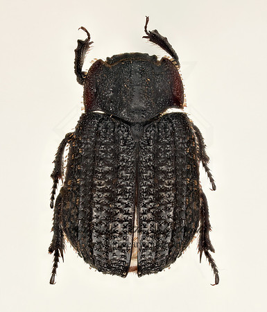 Trox plicatus  HIDE BEETLE 9020226z
