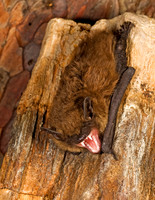 Eptesicus fuscus BIG BROWN BAT 8017064z