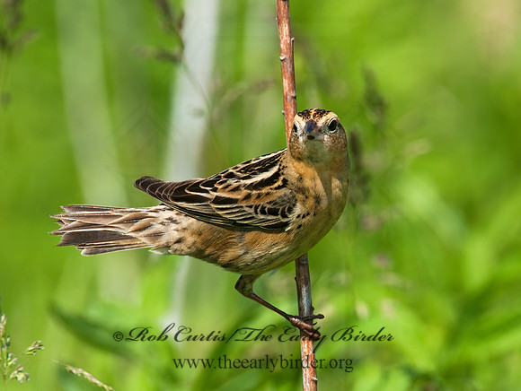Dolichonyx oryzivorus  BOBOLINK 3008464z