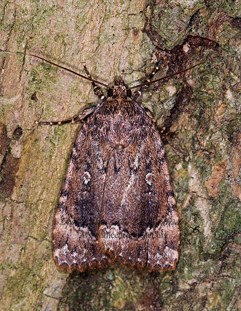 Amphipyra pyramidoides COPPER UNDERWING 6011431z