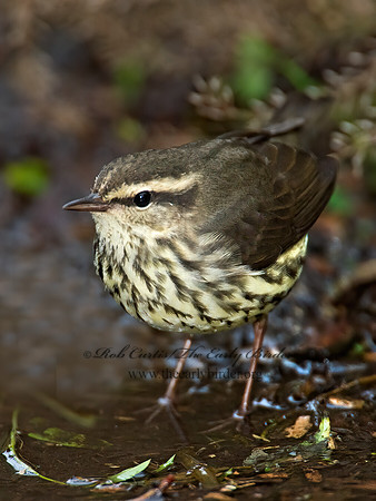 Parkesia noveboracensis  NORTHERN WATERTHRUSH 9005220z