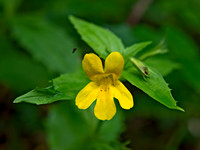 Erythranthe denatata TOOTHED MONKEY FLOWER 9059209z
