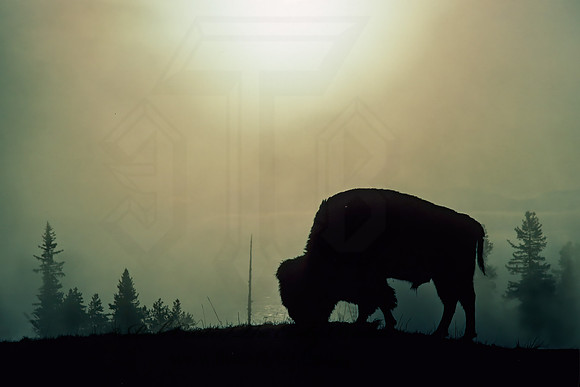 Bison bison  BISON 133802z